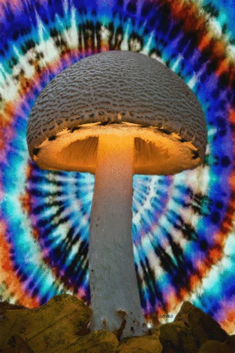 Report this <strong>GIF</strong>; Iframe Embed. . Shrooms gif